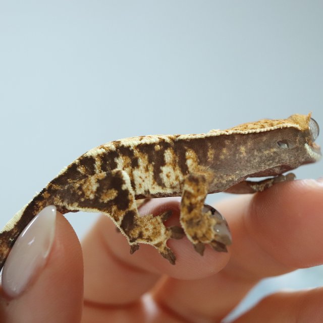 노멀 트라이 익스트림할리퀸