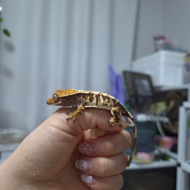 노멀 트라이 익스트림할리퀸