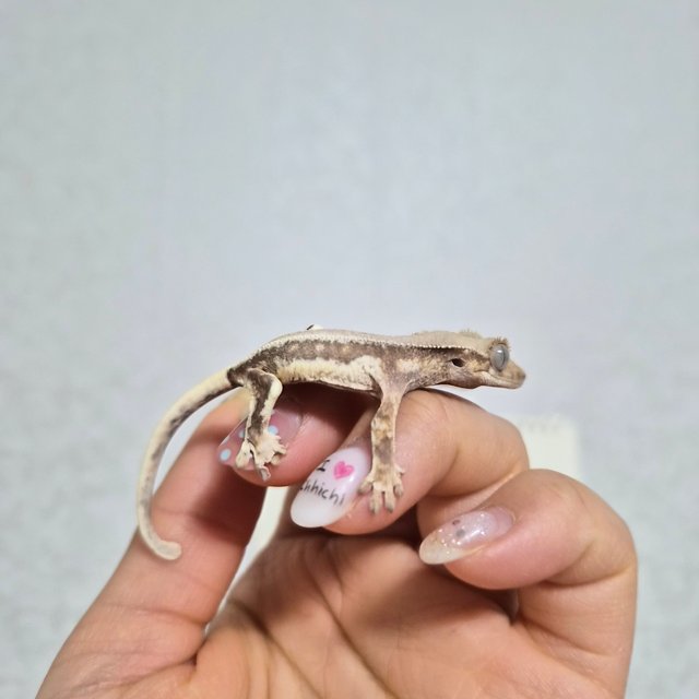 릴리화이트 드리피 레드