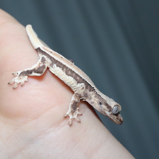 릴리화이트 쿼드