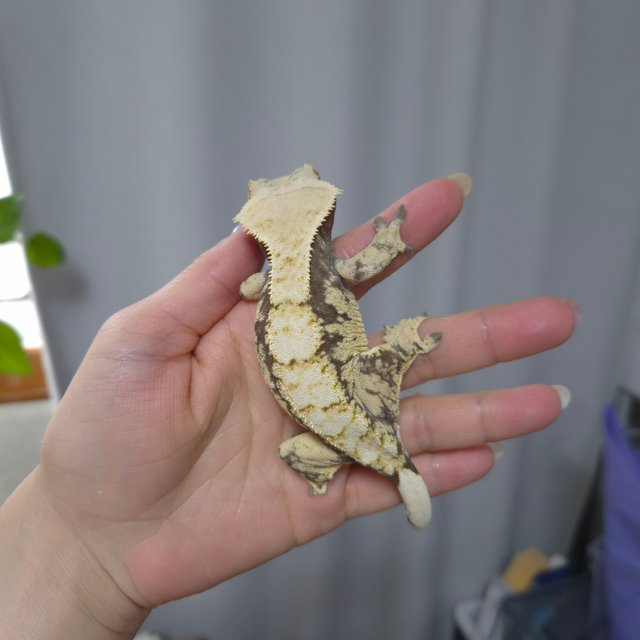 노멀 드리피 익스트림할리퀸