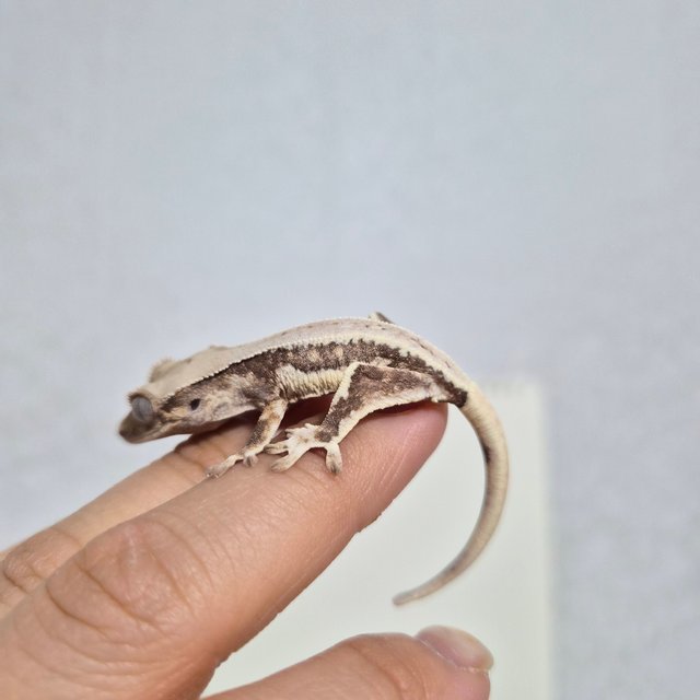 릴리화이트 드리피 레드