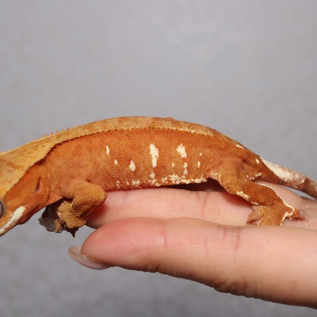 노멀 바이 레드 화이트포트홀