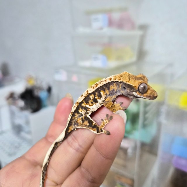 노멀 트라이 익스트림할리퀸