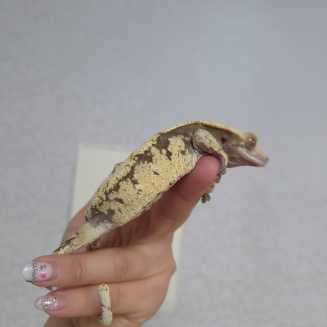 노멀 드리피 익스트림할리퀸