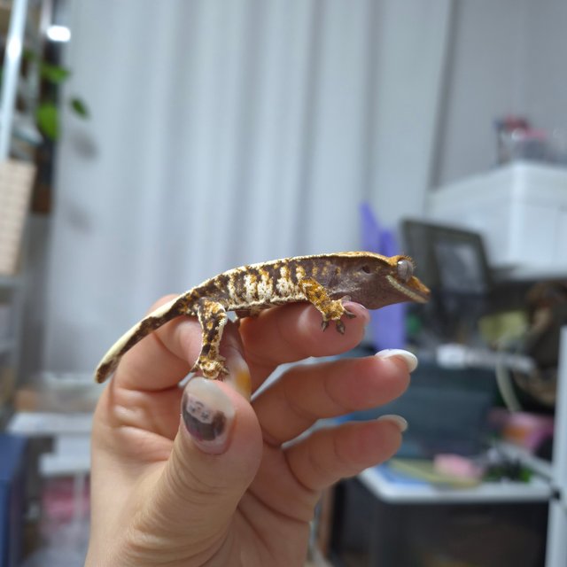 노멀 트라이 익스트림할리퀸