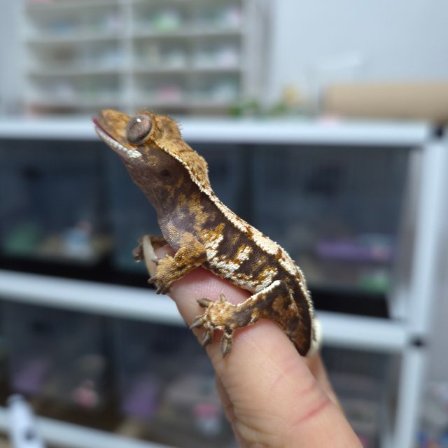 노멀 트라이 익스트림할리퀸