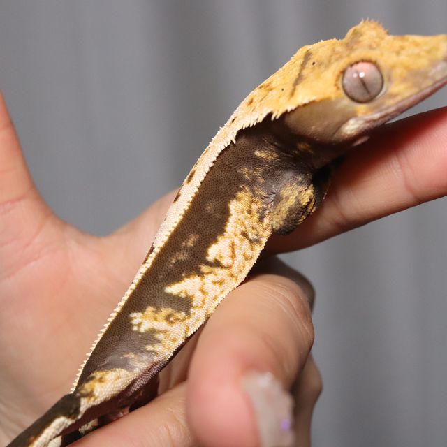 노멀 풀핀 쿼드