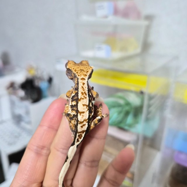 노멀 트라이 익스트림할리퀸