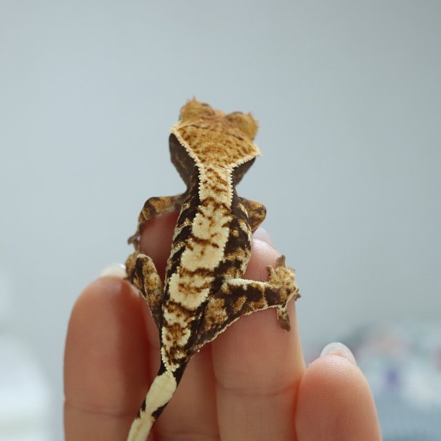 노멀 트라이 익스트림할리퀸