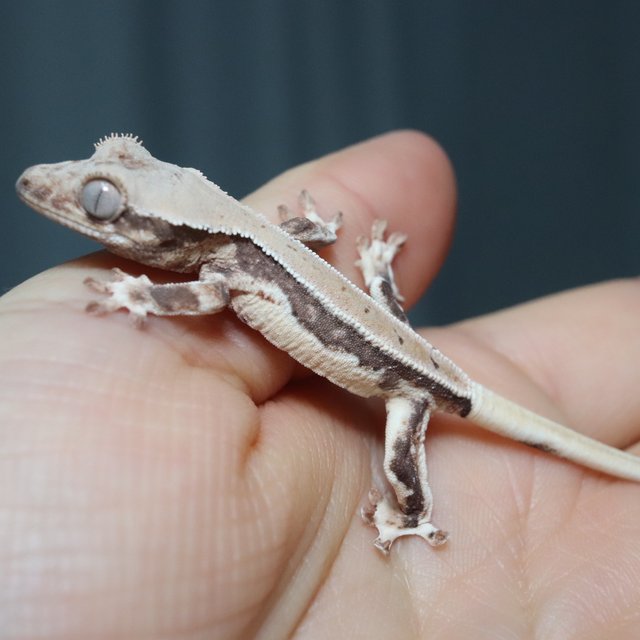 릴리화이트 쿼드