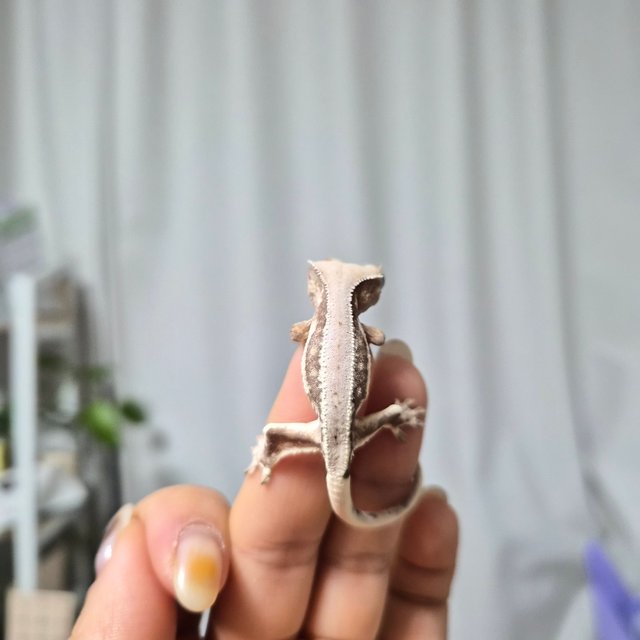 릴리화이트 드리피 레드