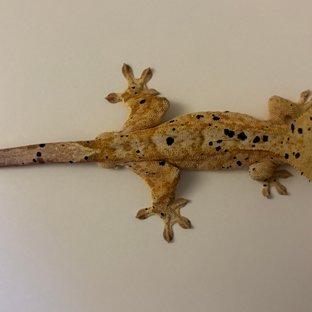 슈퍼달마시안 달마시안 옐로우 화이트