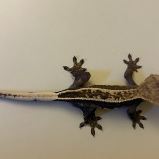 엠티백 풀핀 쿼드 핀스트라이프 노멀