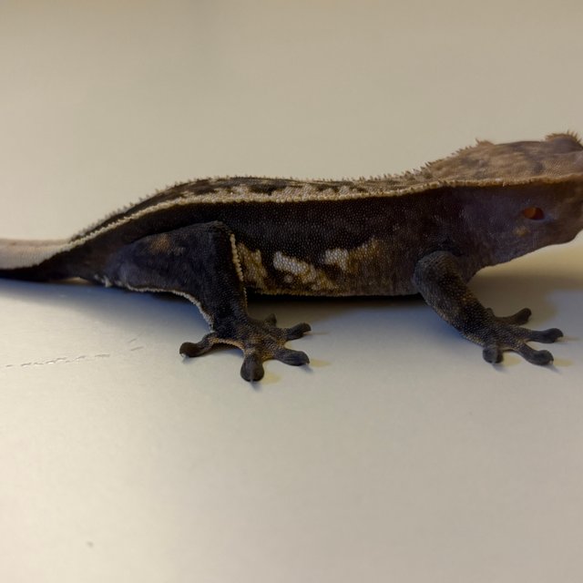 엠티백 풀핀 쿼드 핀스트라이프 노멀