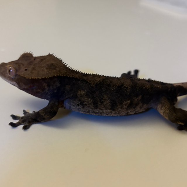 다크 타이거 벅스킨