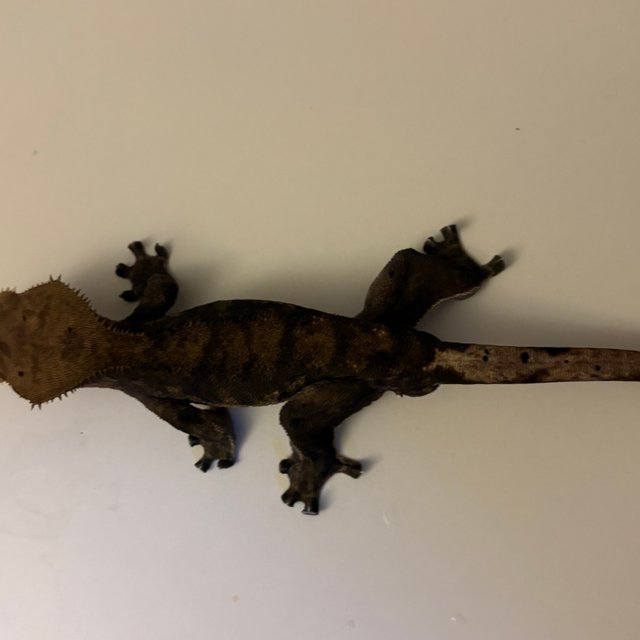 다크 타이거 벅스킨