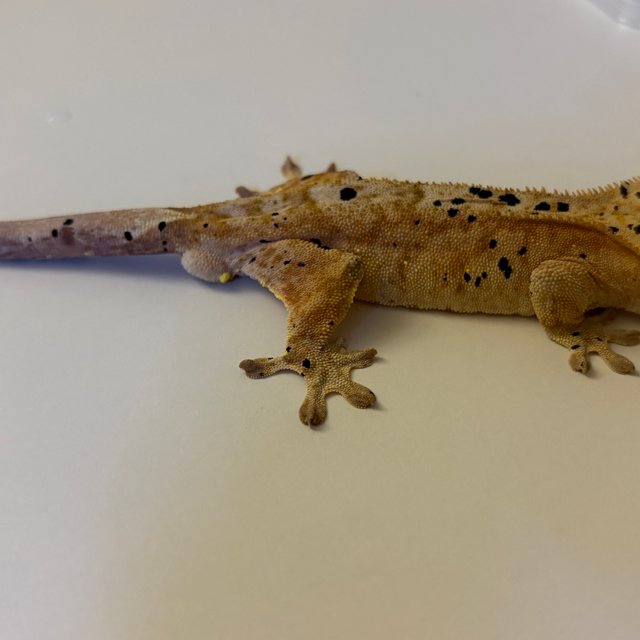 슈퍼달마시안 달마시안 옐로우 화이트