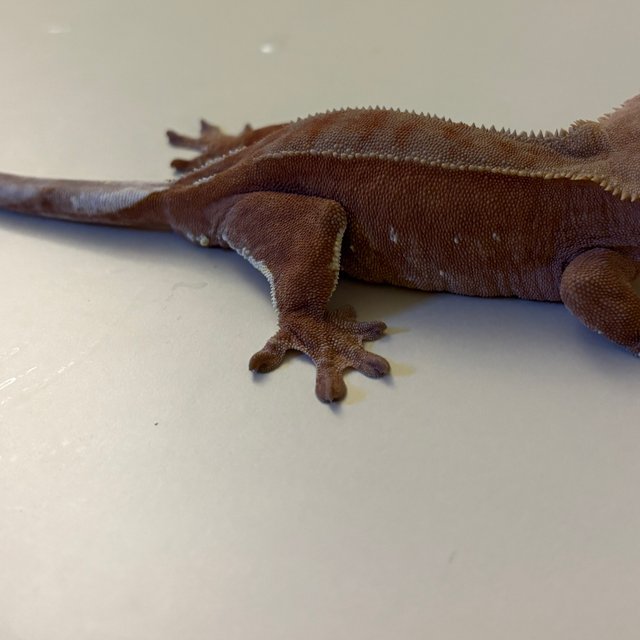 바이 화이트포트홀 레드