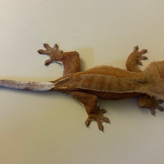 바이 화이트포트홀 레드