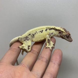 프라푸치노 카푸치노