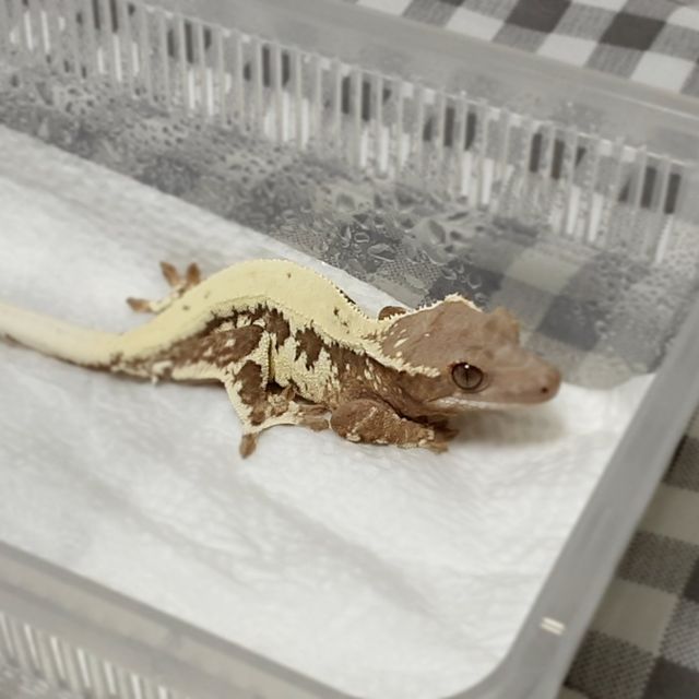 프라푸치노