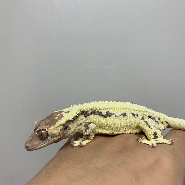 프라푸치노 카푸치노