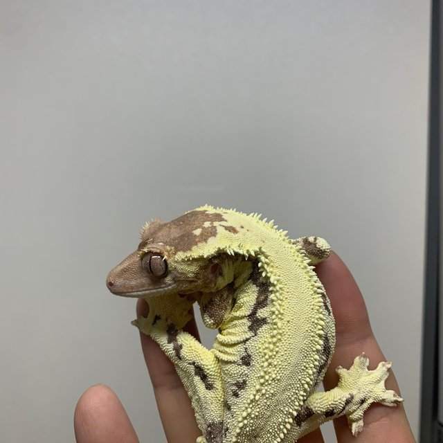 프라푸치노 카푸치노