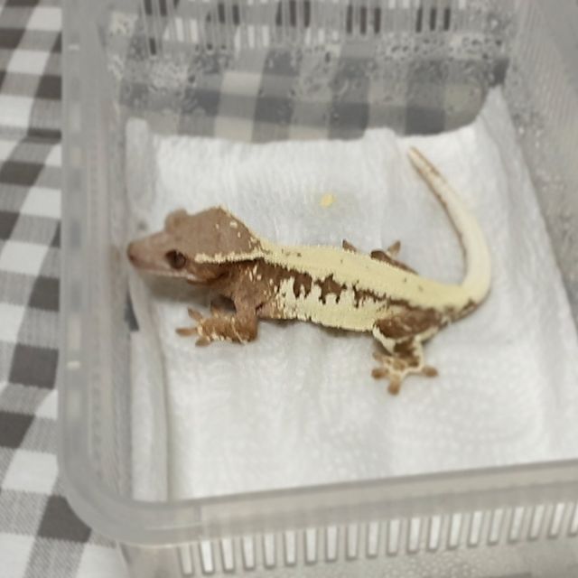 프라푸치노