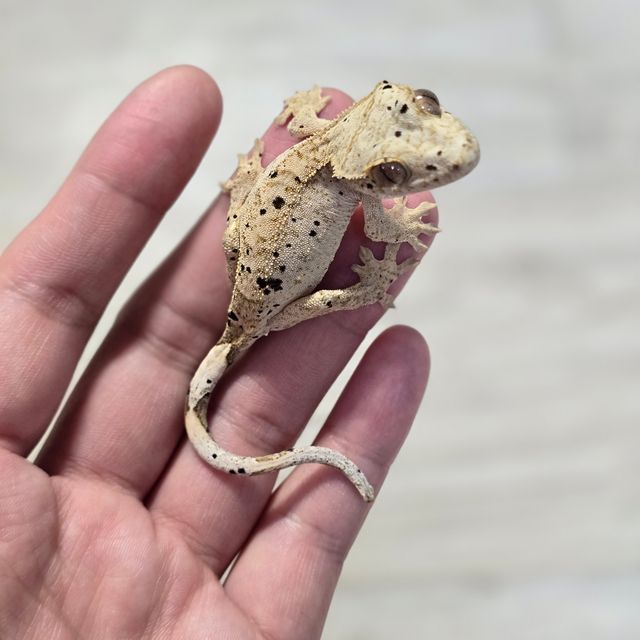슈퍼달마시안