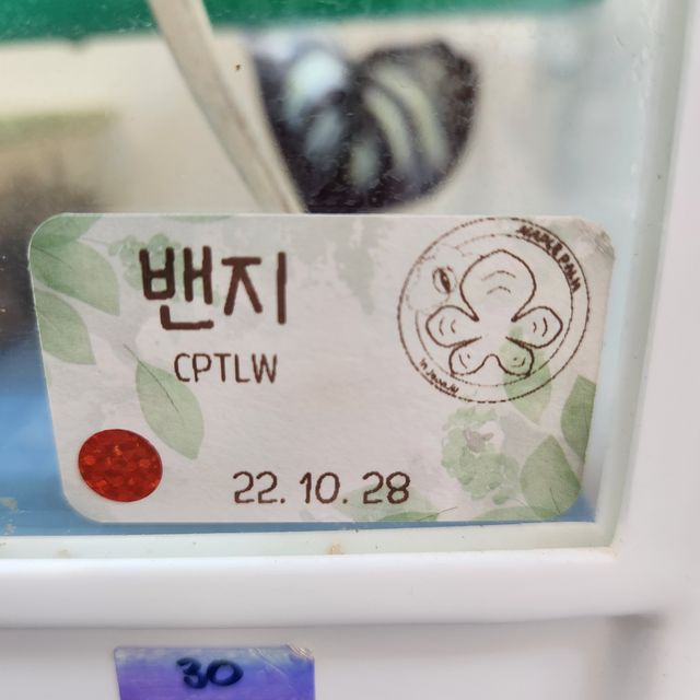 팬텀 릴리화이트 크림