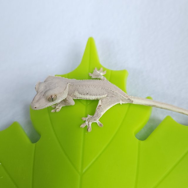 레드 릴리화이트 팬텀