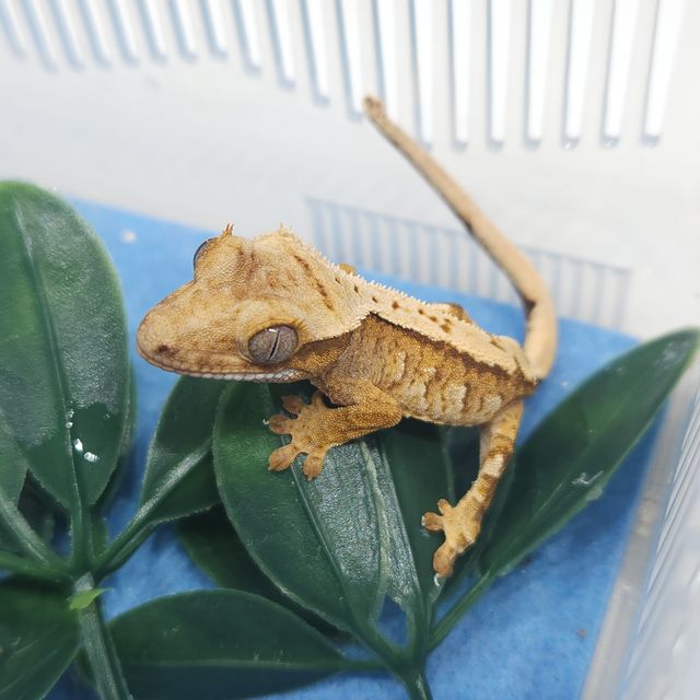 크림 크림시클