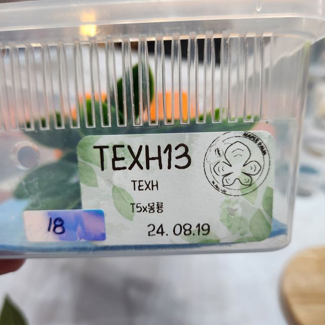 익스트림할리퀸 트라이