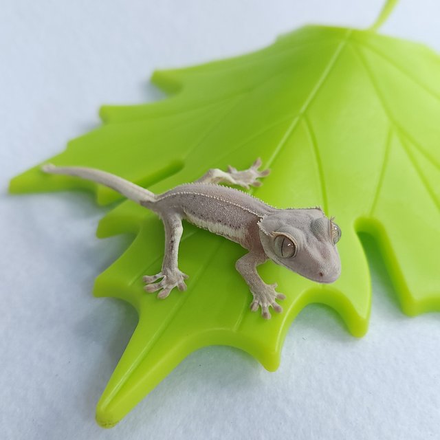 레드 릴리화이트 팬텀