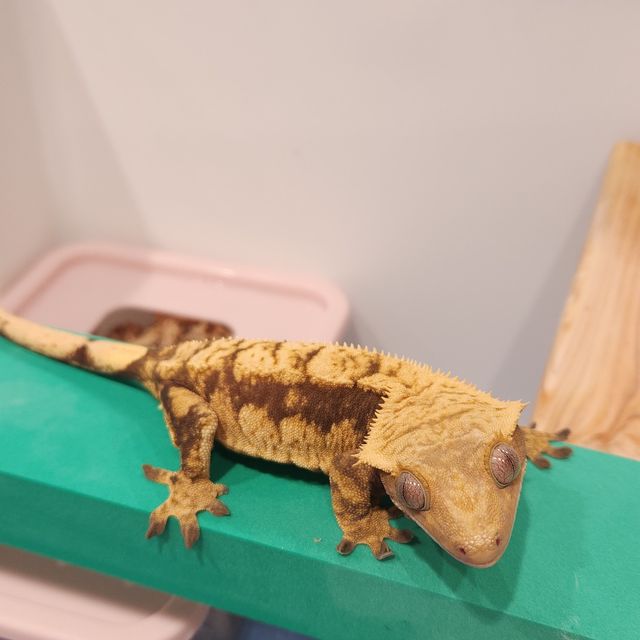 할리퀸 트라이
