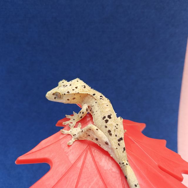달마시안 슈퍼달마시안