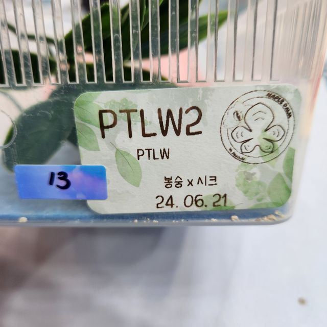 팬텀 릴리화이트