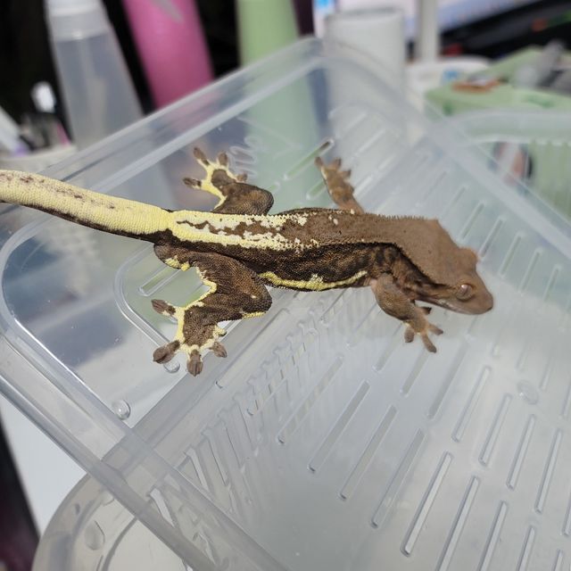 프라푸치노