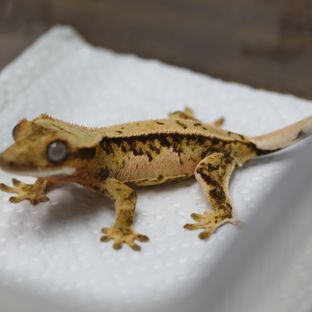 트라이