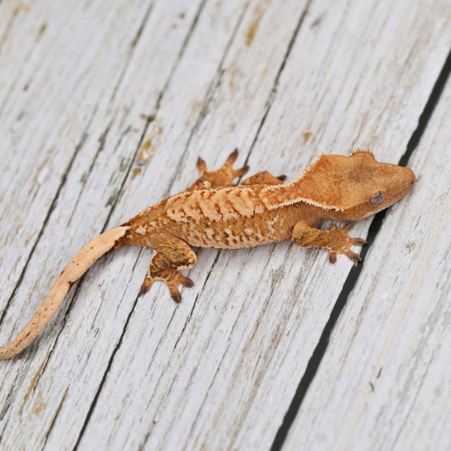 트라이
