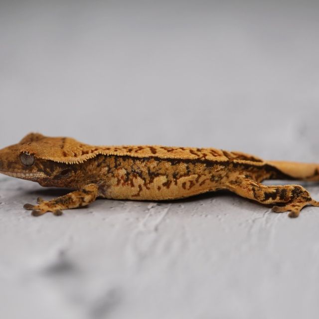트라이