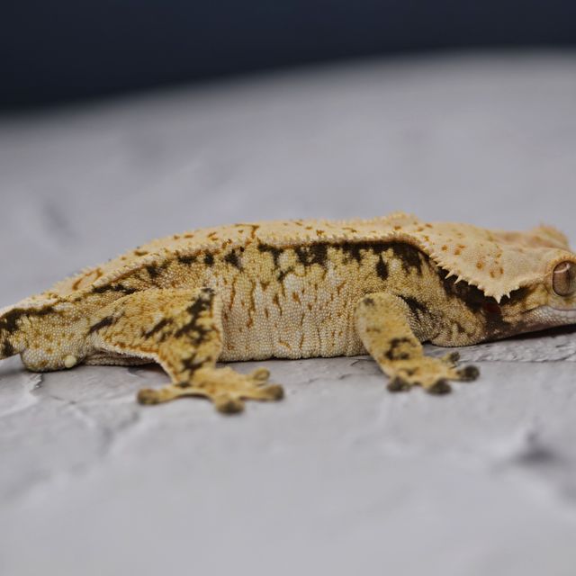 트라이