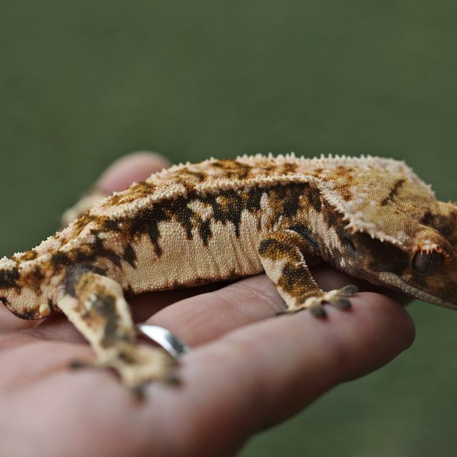 트라이