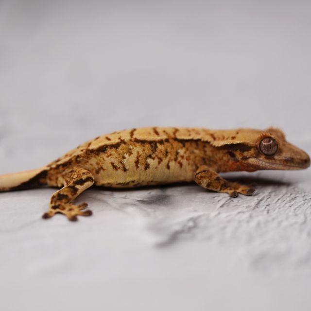 트라이