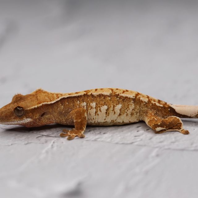 트라이