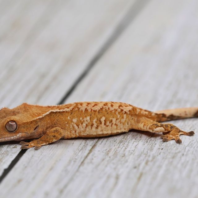트라이