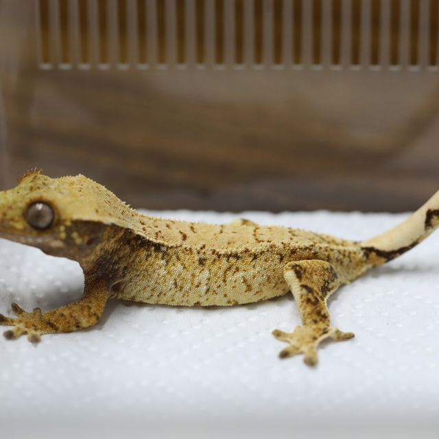 트라이
