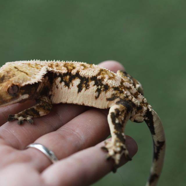 트라이