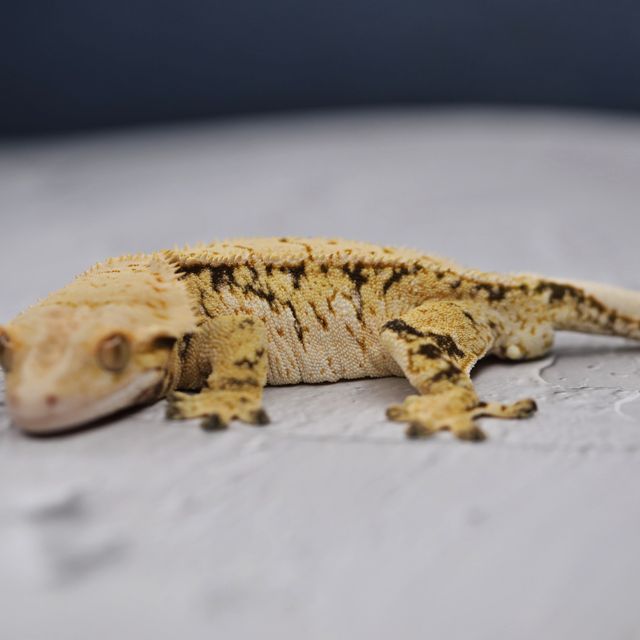 트라이